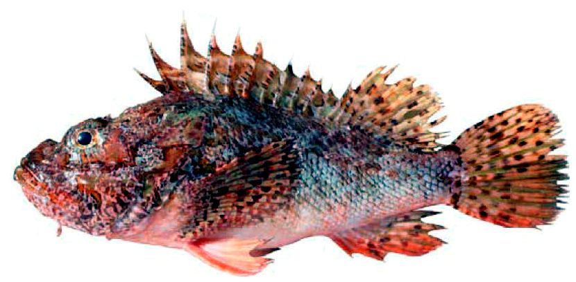 Scorpaena scrofa_04.jpg